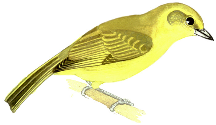 Historical image associated with Hepatic Tanager