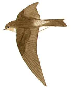 Historical image associated with Southern Rough-winged Swallow