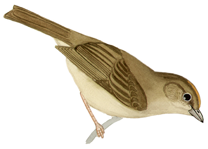 Historical image associated with Red-crowned Ant-Tanager