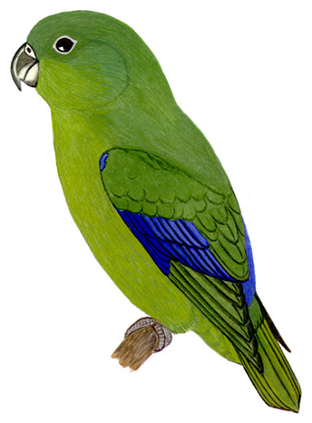 Historical image associated with Blue-winged Parrotlet