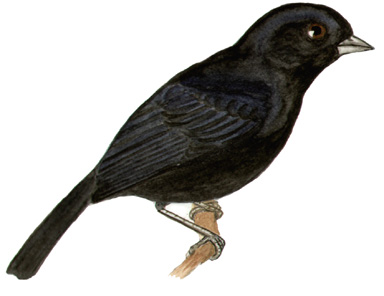 Historical image associated with Blue-black Grassquit