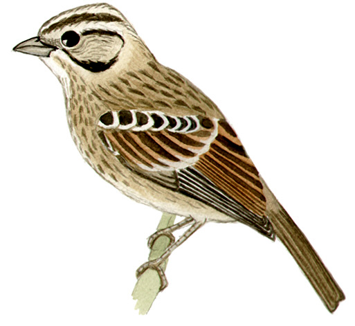 Historical image associated with Rufous-collared Sparrow