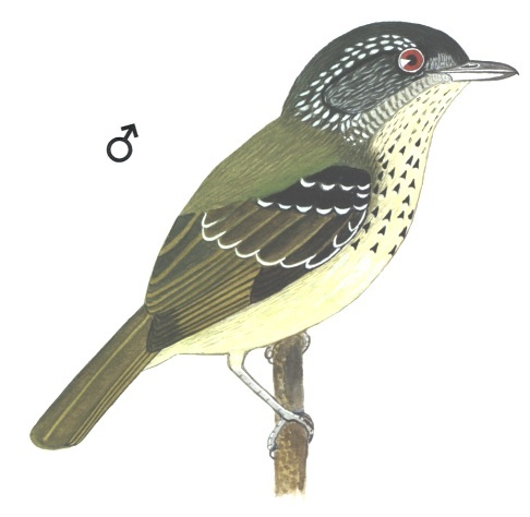 Historical image associated with Spot-breasted Antvireo