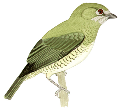 Historical image associated with Swallow-Tanager