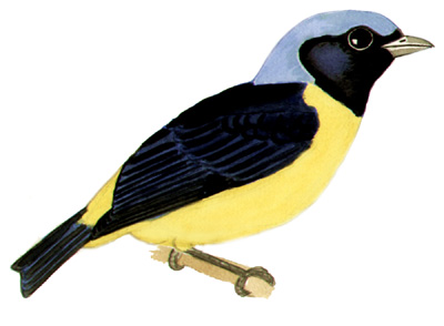 Historical image associated with Golden-rumped Euphonia
