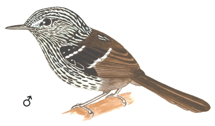 Historical image associated with Dusky-tailed Antbird