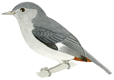 Historical image associated with Chestnut-vented Conebill
