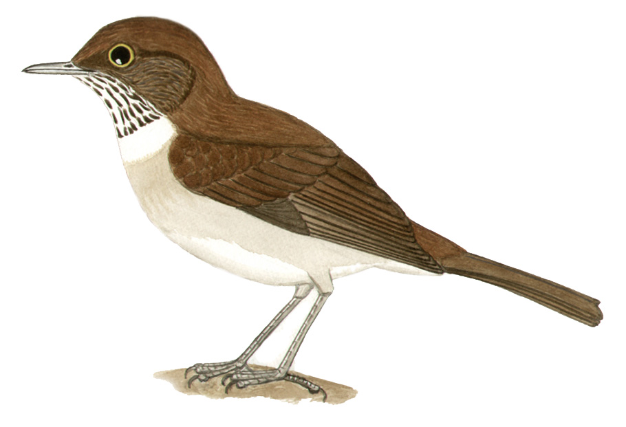 Historical image associated with White-necked Thrush