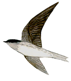 Historical image associated with Gray-breasted Martin
