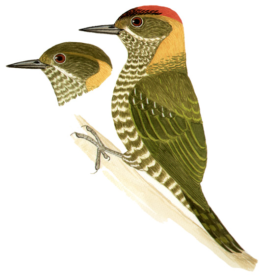 Historical image associated with Yellow-eared Woodpecker