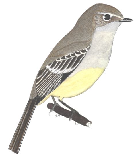 Historical image associated with Scrub Flycatcher