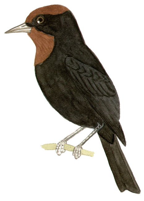 Historical image associated with Chestnut-capped Blackbird