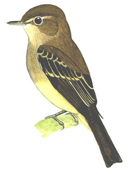 Historical image associated with Euler's Flycatcher