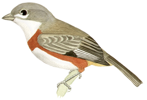 Historical image associated with Bay-chested Warbling-Finch