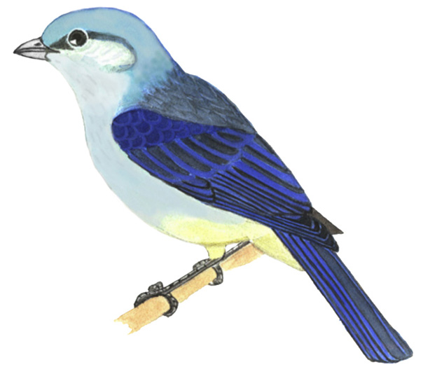 Historical image associated with Azure-shouldered Tanager