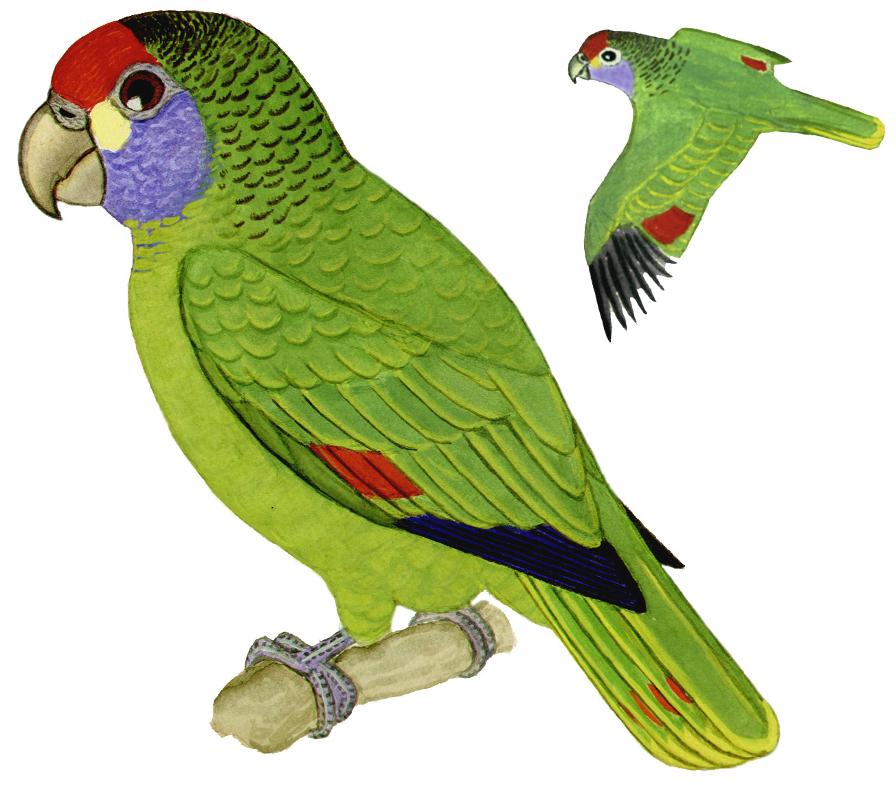 Historical image associated with Red-browed Parrot