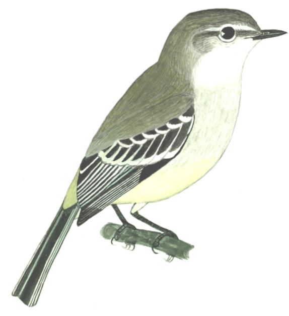 Historical image associated with Campo Suiriri