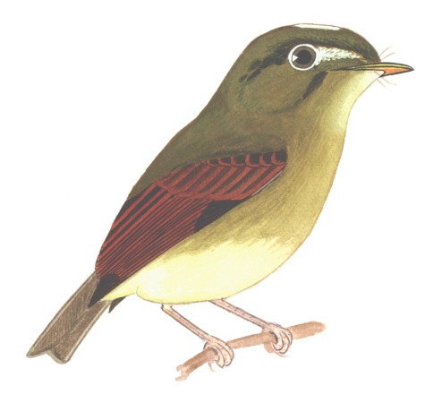 Historical image associated with Russet-winged Spadebill