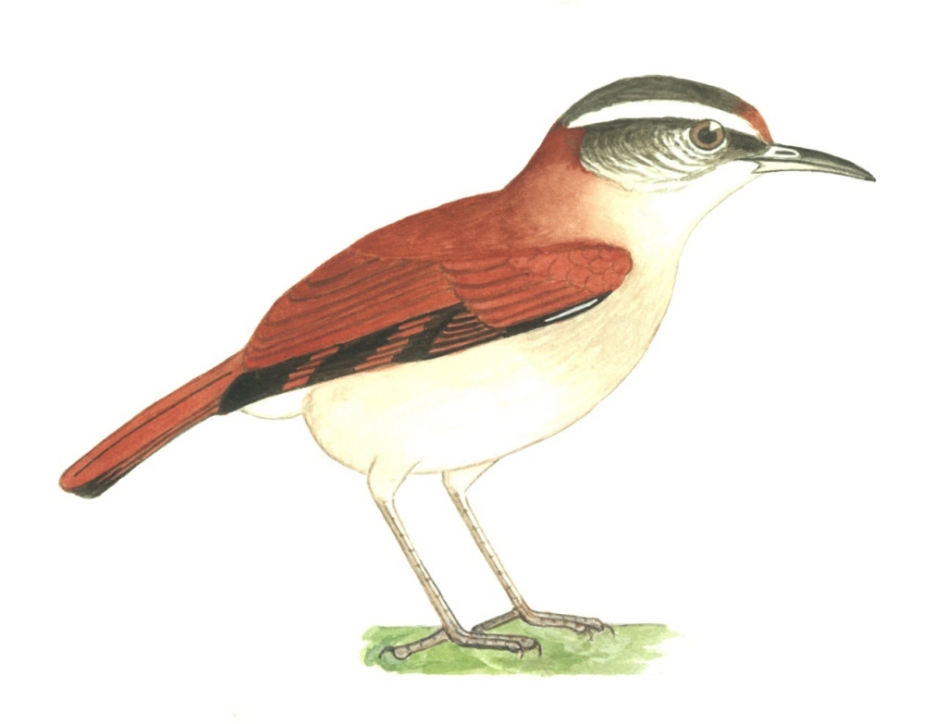 Historical image associated with Wing-banded Hornero