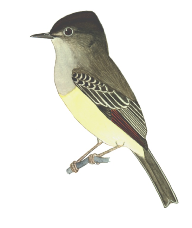 Historical image associated with Dusky-capped Flycatcher