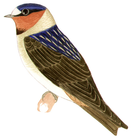 Historical image associated with Cliff Swallow