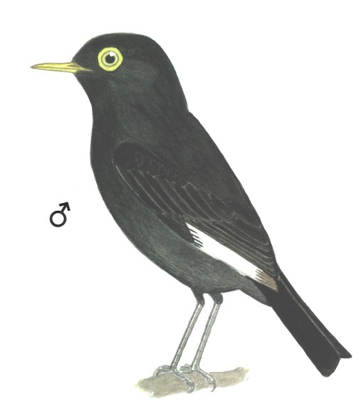 Historical image associated with Spectacled Tyrant