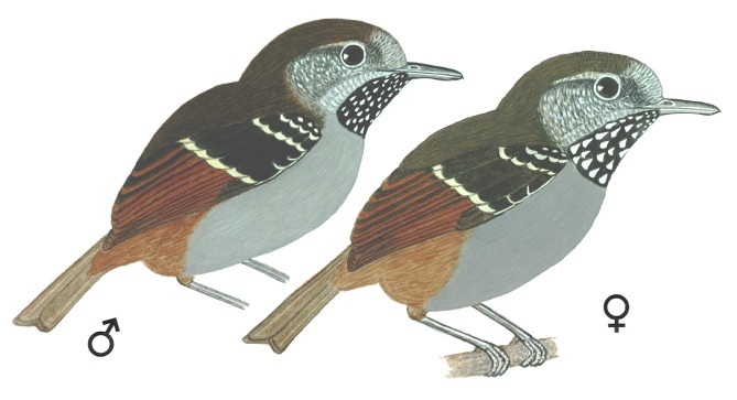 Historical image associated with Star-throated Antwren