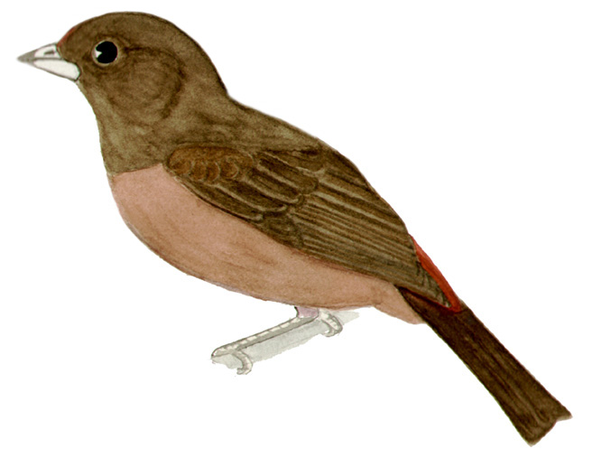 Historical image associated with Brazilian Tanager