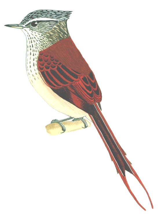 Historical image associated with Araucaria Tit-Spinetail
