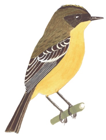 Historical image associated with Crested Doradito