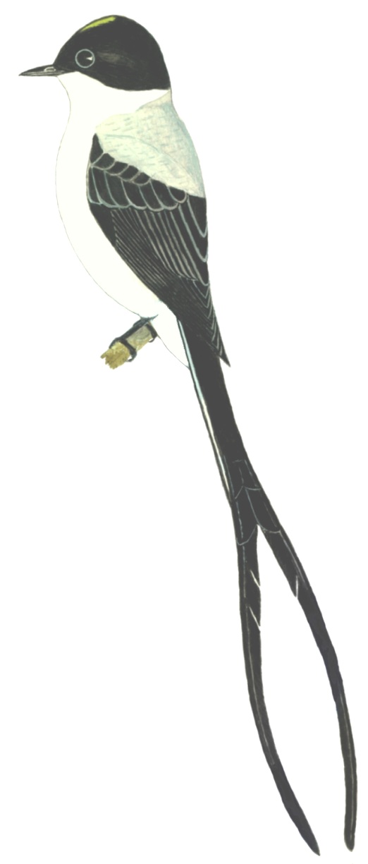 Historical image associated with Fork-tailed Flycatcher