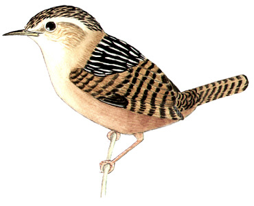 Historical image associated with Grass Wren