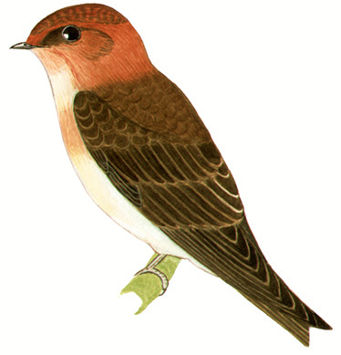 Historical image associated with Tawny-headed Swallow
