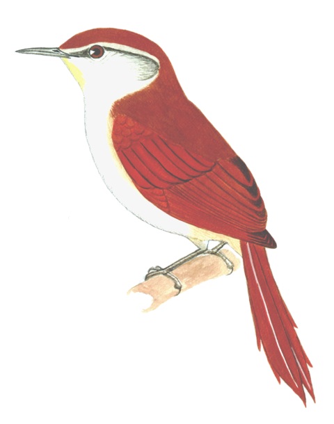 Historical image associated with Yellow-chinned Spinetail