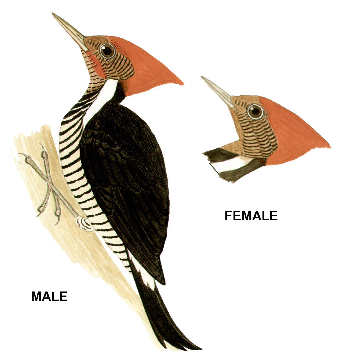 Historical image associated with Helmeted Woodpecker