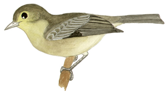 Historical image associated with Orange-headed Tanager