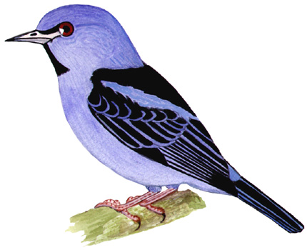 Historical image associated with Blue Dacnis