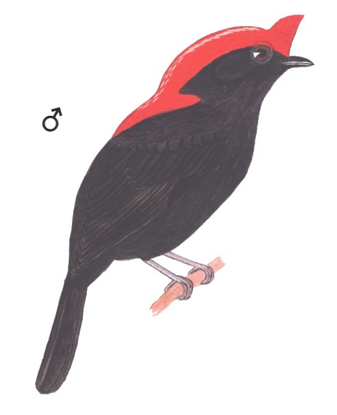 Historical image associated with Helmeted Manakin
