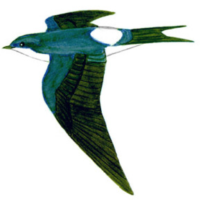 Historical image associated with Chilean Swallow