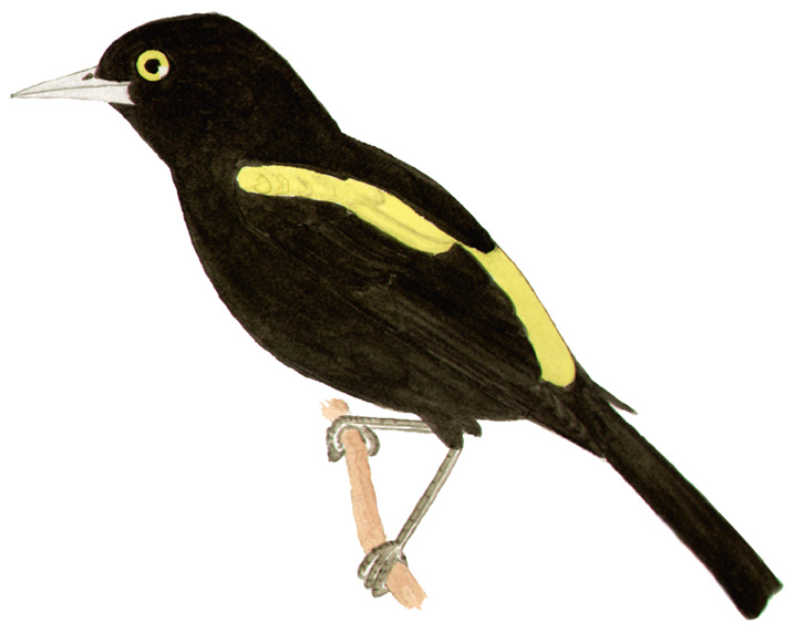 Historical image associated with Golden-winged Cacique