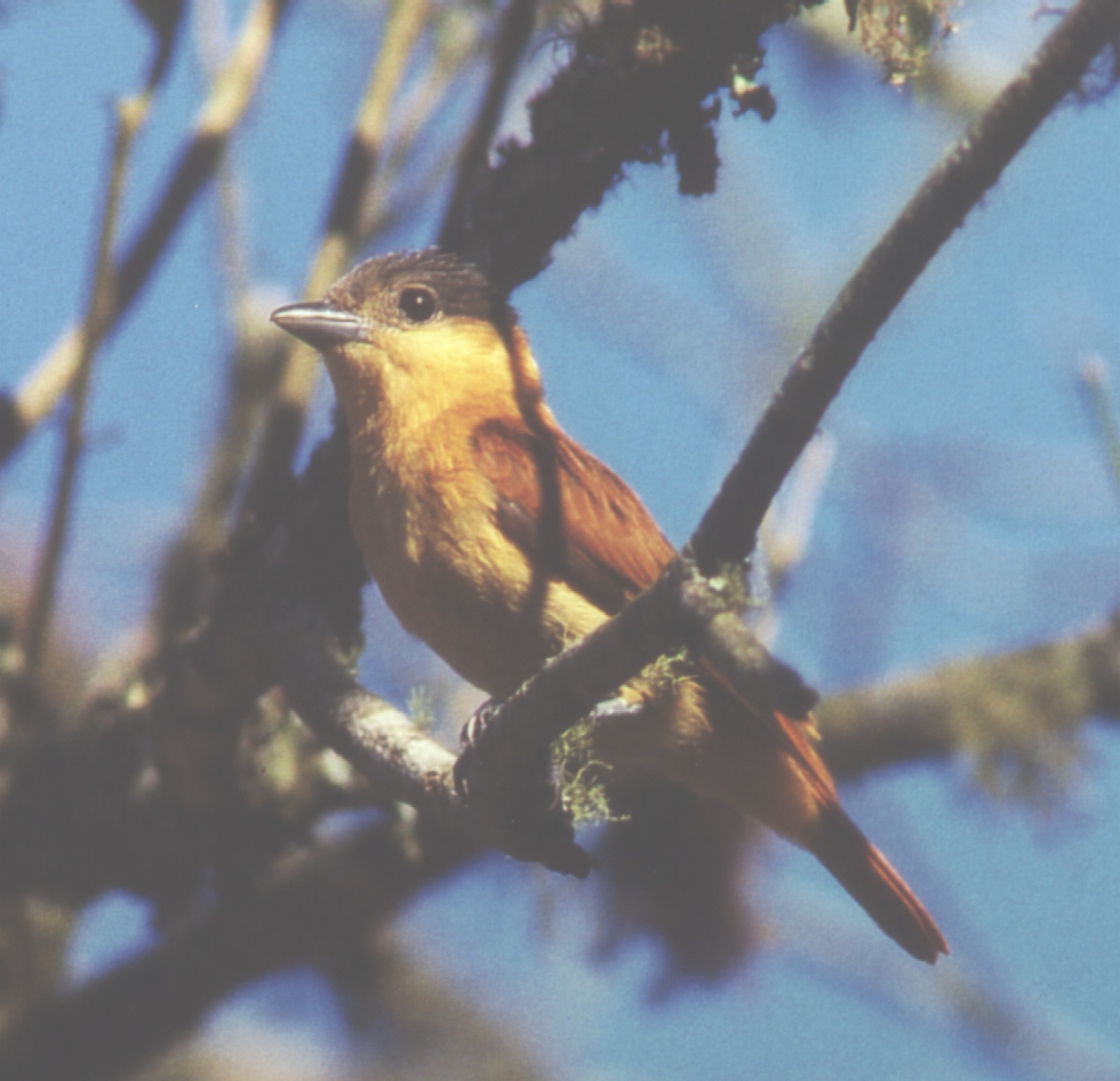 Historical image associated with Crested Becard