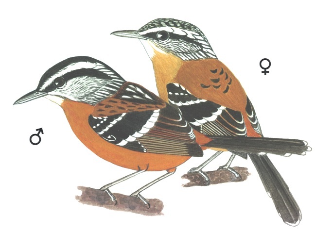 Historical image associated with Ferruginous Antbird