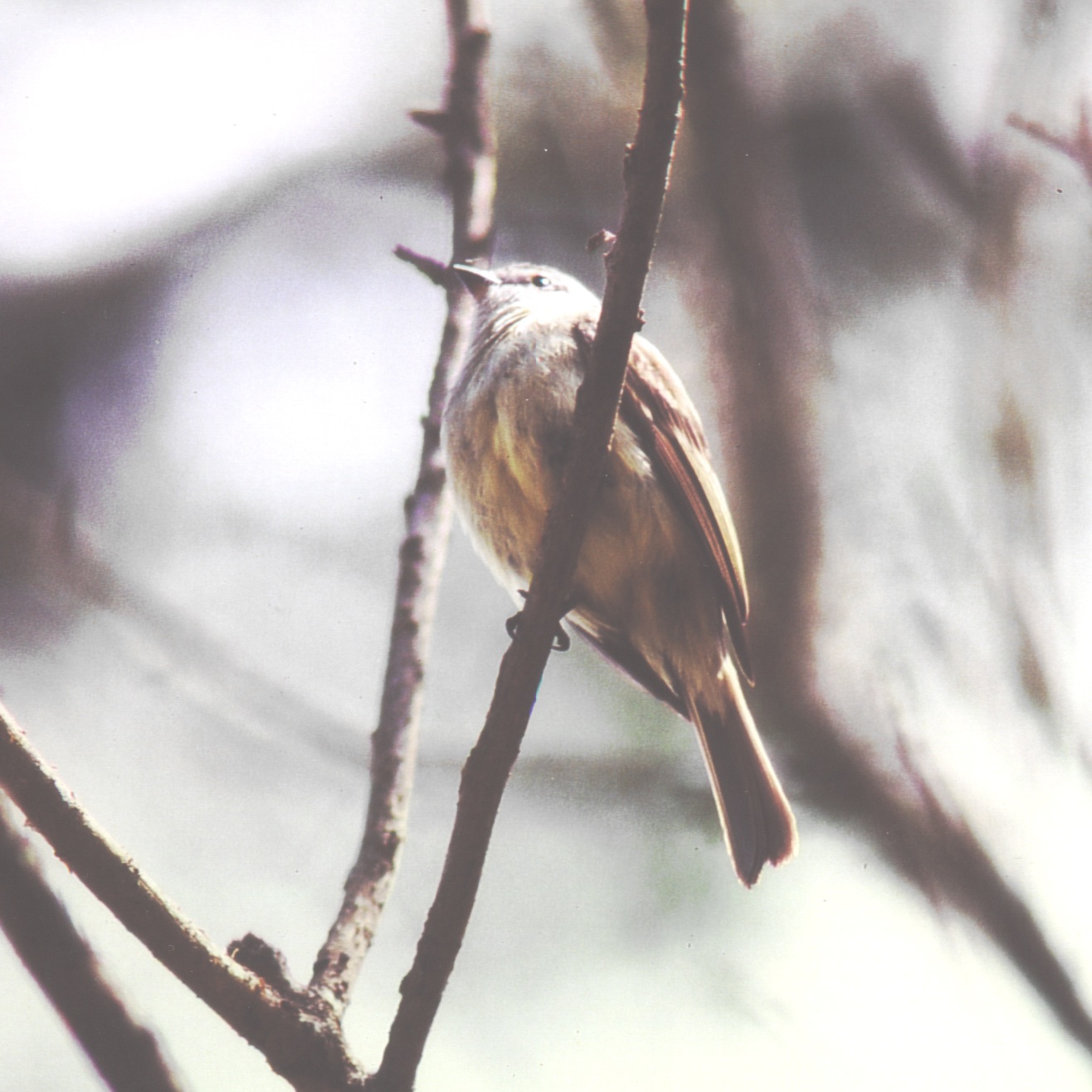 Historical image associated with Planalto Tyrannulet