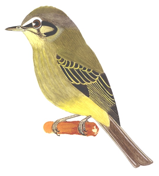 Historical image associated with Yellow-olive Flycatcher