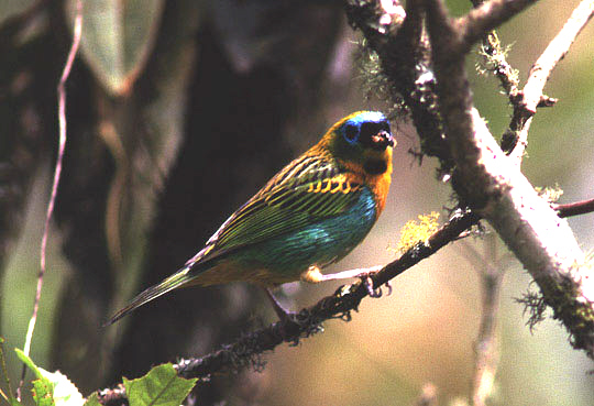 Historical image associated with Brassy-breasted Tanager
