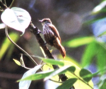 Historical image associated with Streaked Xenops