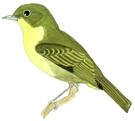 Historical image associated with Yellow-backed Tanager