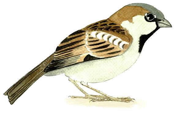 Historical image associated with House Sparrow