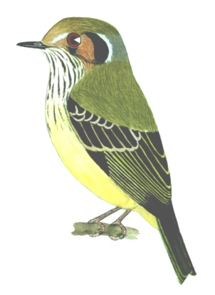 Historical image associated with Eared Pygmy-Tyrant
