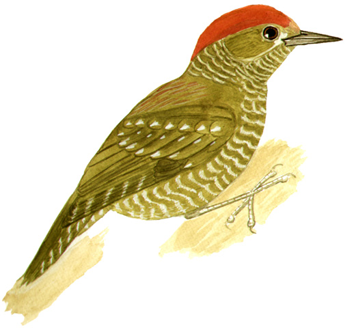 Historical image associated with Little Woodpecker